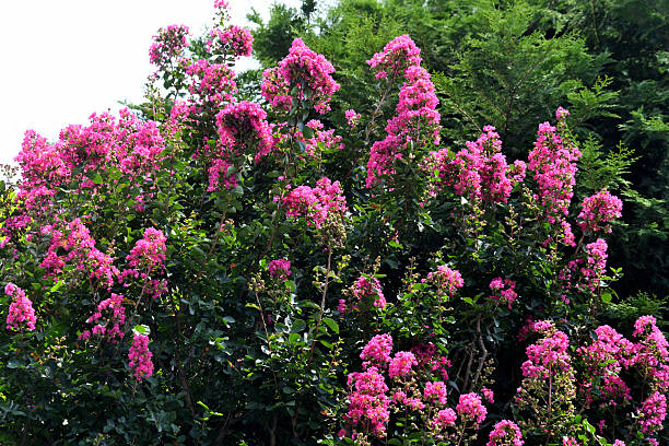 Lagerstroemia indica, commonly known as crape myrtle, is an upright, wide-spreading, multi-stemmed, deciduous shrub or small tree in the loosestrife family. It typically grows to 15-25’ tall. It is native from the Himalayas through southern China, southeast Asia and Japan, but has naturalized in the U.S. from Virginia to Arkansas south to Texas and Florida. An additional common name is Lilac of the South in reference to its popularity in southern gardens. Key ornamental features include long bloom period, exfoliating bark and superb fall color. Terminal, crepe-papery inflorescences (to 6-18” long) of showy flowers with crimped petals bloom in summer (sometimes to frost) on upright branches. \n［From “Missouri Botanical Garden”］