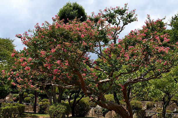 Lagerstroemia indica, commonly known as crape myrtle, is an upright, wide-spreading, multi-stemmed, deciduous shrub or small tree in the loosestrife family. It typically grows to 15-25’ tall. It is native from the Himalayas through southern China, southeast Asia and Japan, but has naturalized in the U.S. from Virginia to Arkansas south to Texas and Florida. An additional common name is Lilac of the South in reference to its popularity in southern gardens. Key ornamental features include long bloom period, exfoliating bark and superb fall color. Terminal, crepe-papery inflorescences (to 6-18” long) of showy flowers with crimped petals bloom in summer (sometimes to frost) on upright branches. \n［From “Missouri Botanical Garden”］