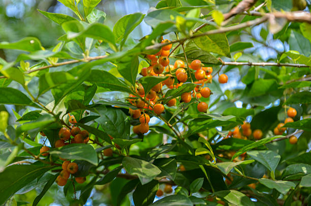 istock Duranta Berries on the plant 2231652940