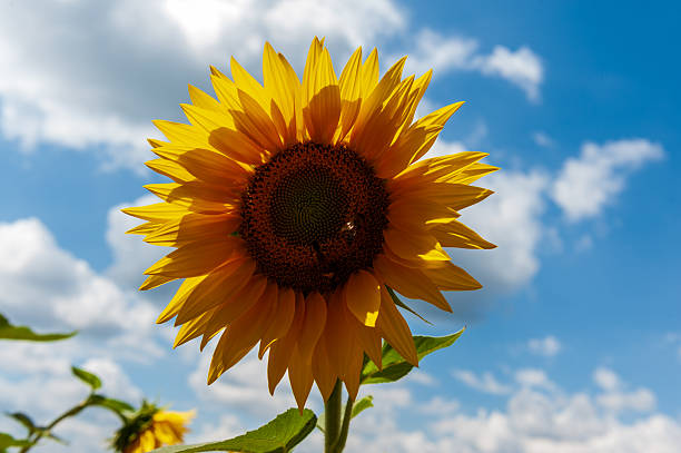 istock Close-up in a sunflower field 2231652982