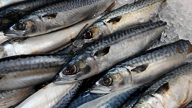 istock A bunch of fish are in a freezer 2231653017