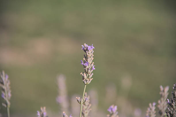 Lavender blossom macro view, Tara mountain, Serbia