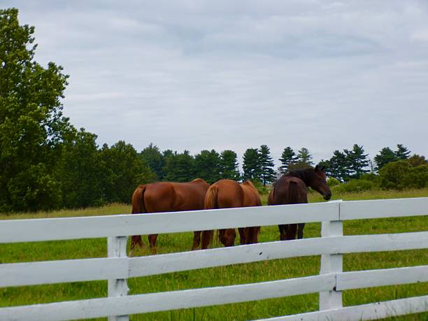 Three horses grazing in a fenced pasture with farm buildings in the background in Saskatchewan, Canada.
