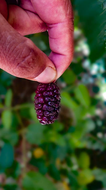 istock A close-up of a freshly picked ripe mulberry held between fingers. 2231653786