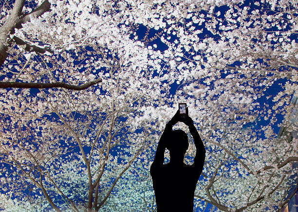 Japan Tokyo, spring cherry blossoms, tourist taking photogragh