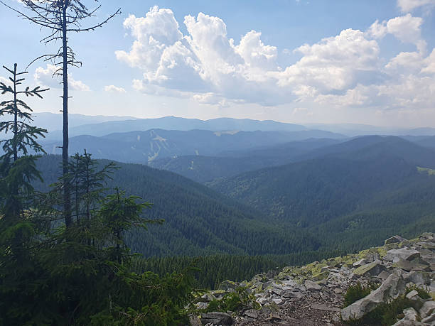 istock Mountain landscape with rocky surface and dense thickets of mountain pine 2231655077