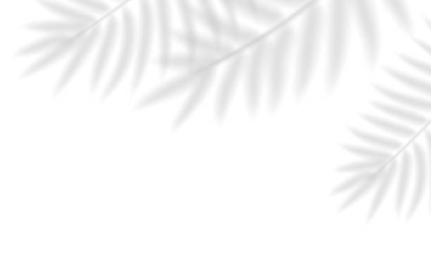 istock Transparent shadow overlay effect tropical leaves. Realistic shadow of palm branch. Mockup of transparent tropic fern leaves shadow, sunlight through tropical foliage. Vector illustration 2231655190