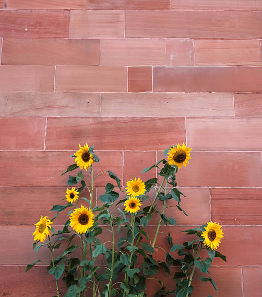 A large sunflower on a garden fence