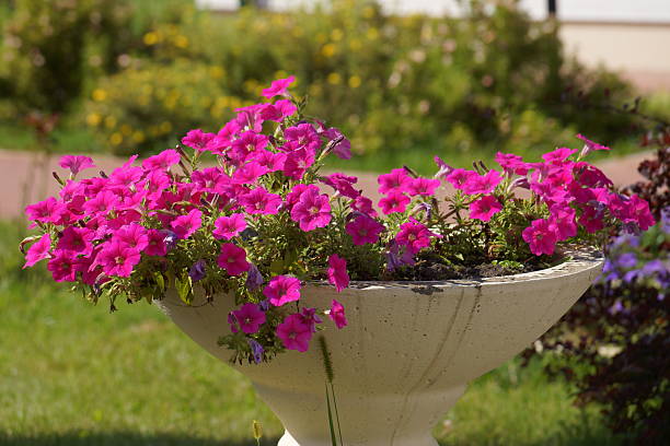 istock Flowers blooming period formal garden 2231655669