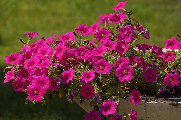 istock Flowers blooming period formal garden 2231655705