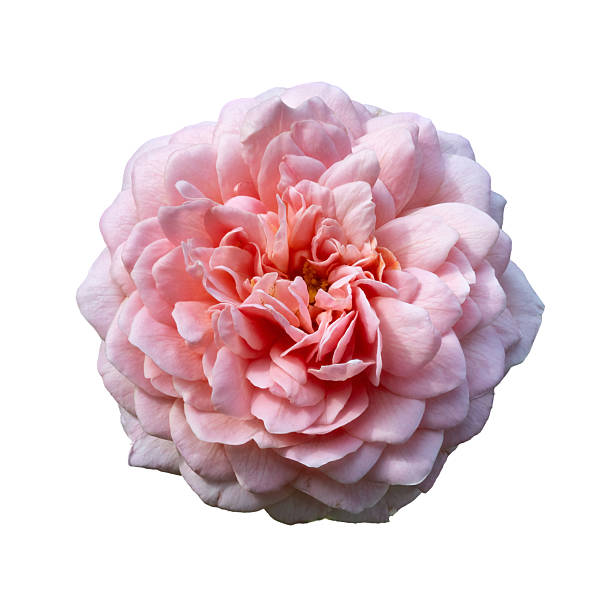 istock Photo of eisvogel rose  taken with a high-resolution camera using the focus-stacking technique on a white background. 2231657644