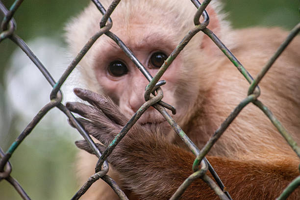 istock Rescued Monkey Behind Bars in Tolima, Colombia 2231657737