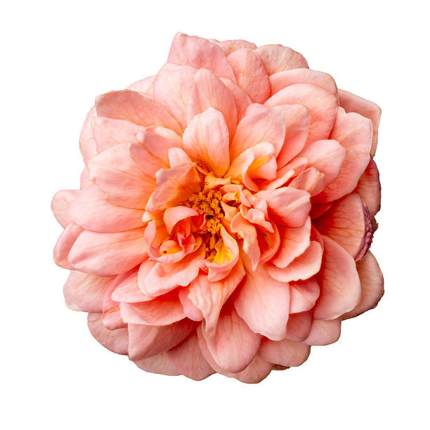 The photo of eisvogel rose  taken with a high-resolution camera using the focus-stacking technique on a white background.