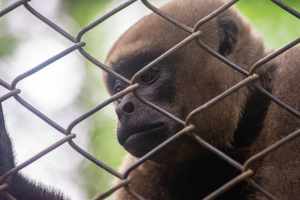 istock Close-Up of a Monkey Behind a Fence 2231657760