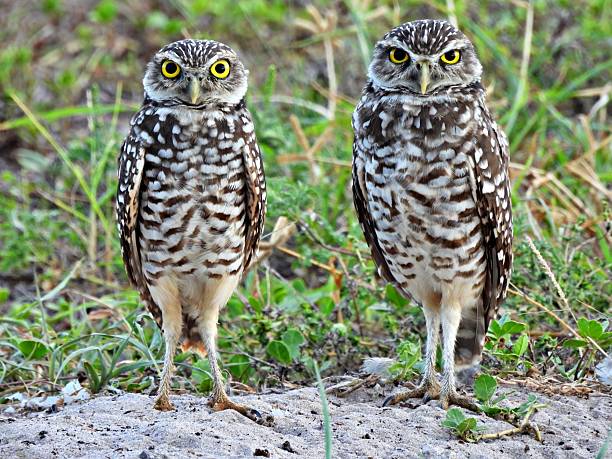 istock Burrowing Owls - (Athene cunicularia) - in an uncultivated area,  looking at the camera 2231657880