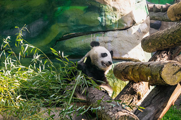 istock Giant panda eating bamboo in the zoo 2231659625