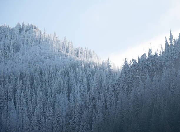 A beautiful winter nature scene featuring tall pine trees heavily laden with fresh snow. A bright sun shines through the branches, creating a dramatic starburst lens flare effect against a deep blue sky, highlighting the texture of the winter forest
