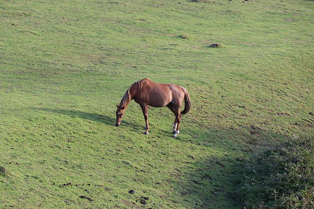 Brown horse, green background, hill, nature