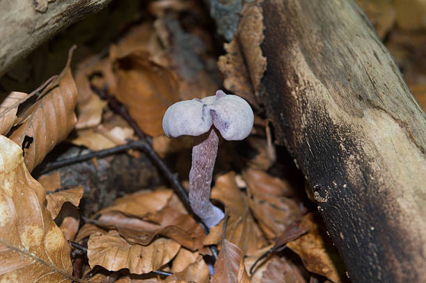 Violet mushroom in the forest, Laccaria amethystina, amethyst deceiver