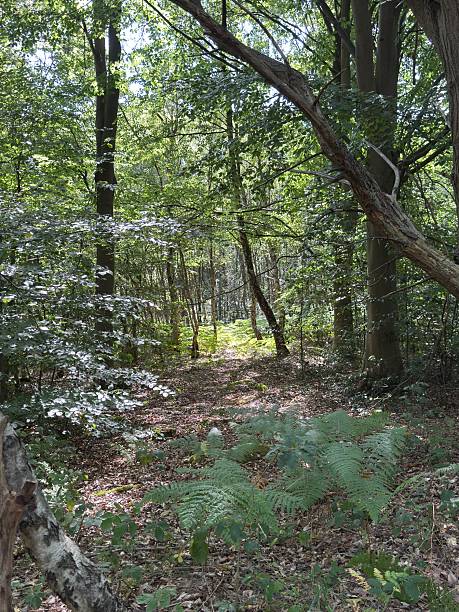 istock Sunlight through the trees in Sherwood Forest. 2231662973