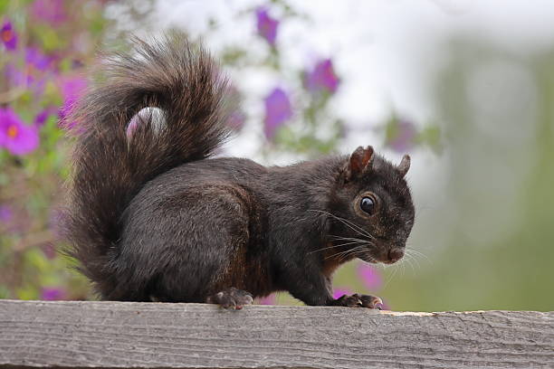 Black Squirrel attempt crossing the road