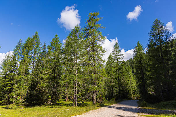 Hiking in Val Venegia - Italy
