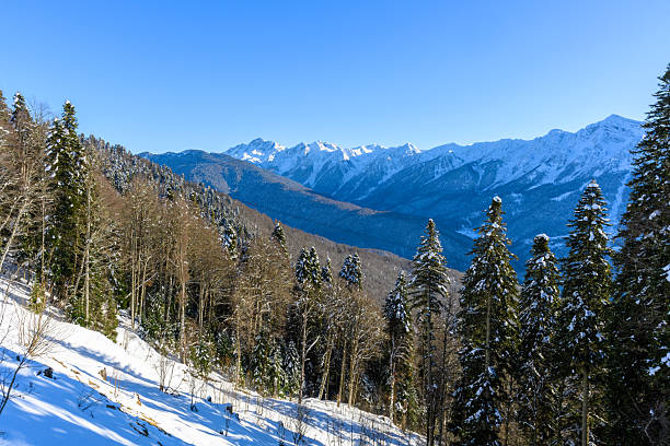 istock Mountain snow-covered forest in the foreground. 2231664252