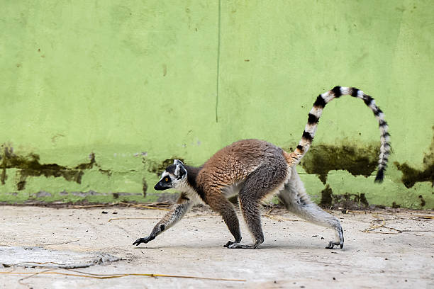 Ring-tailed lemur captured mid-step against a green backdrop, highlighting its unique striped tail and active nature, representing energy, nature, and wildlife in its natural habitat.