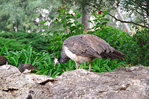 istock Grey Peafowls in the Park 2231665775