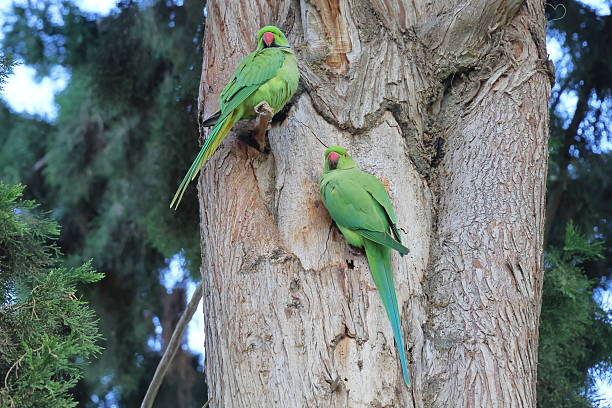 istock Two green parrots sitting on a tree branch in the park. 2231665816