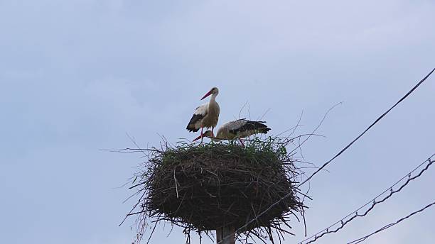 istock Stork Sitting in Nest Against Blue Sky 2231666290