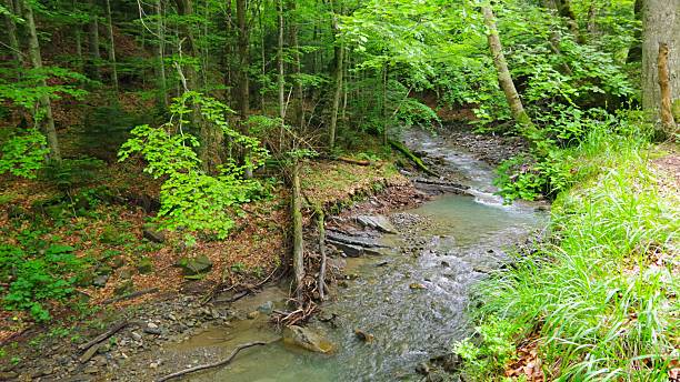 istock Manyavka River Surrounded by Forest, Ukraine 2231666320