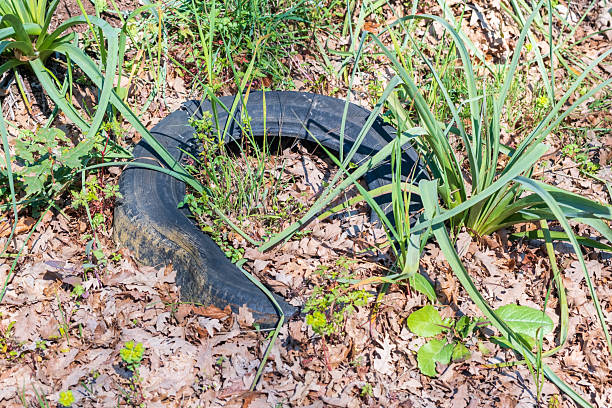 Abandoned car tire blending with nature grass.