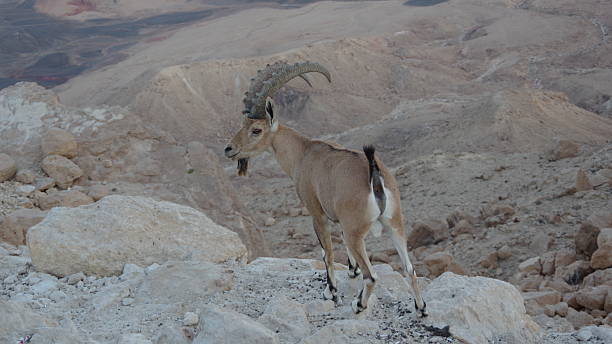 istock Nubian Ibex in the Negev Desert 2231666454