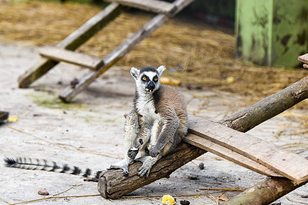 A ring-tailed lemur sits alertly on the ground, showcasing its distinctive striped tail and expressive face. A candid wildlife moment highlighting the behavior and features of this fascinating primate species.