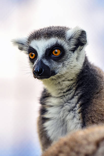 A detailed view showcasing a ring-tailed lemur with captivating eyes against a soft neutral background, highlighting its unique features and wild beauty.
