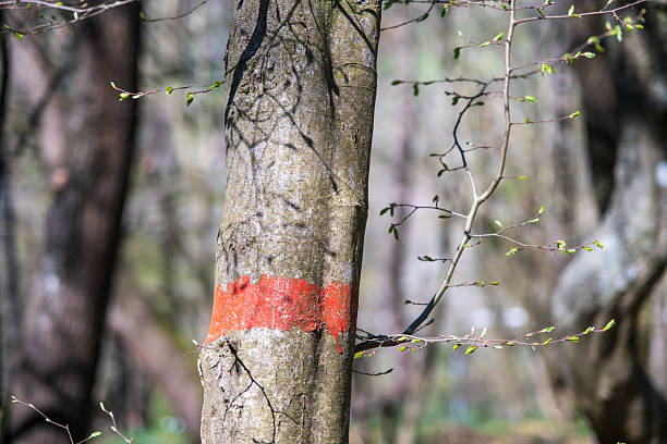 istock Red Mark of Forest Protection 2231666686