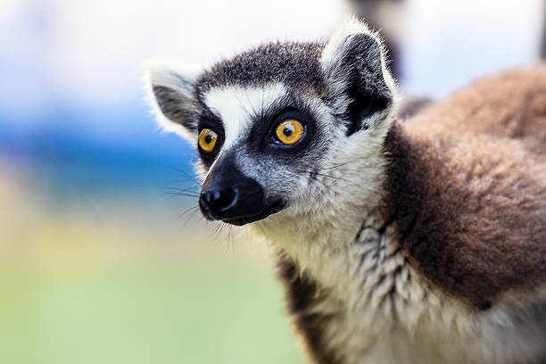 A detailed view showcasing a ring-tailed lemur with captivating eyes against a soft neutral background, highlighting its unique features and wild beauty.