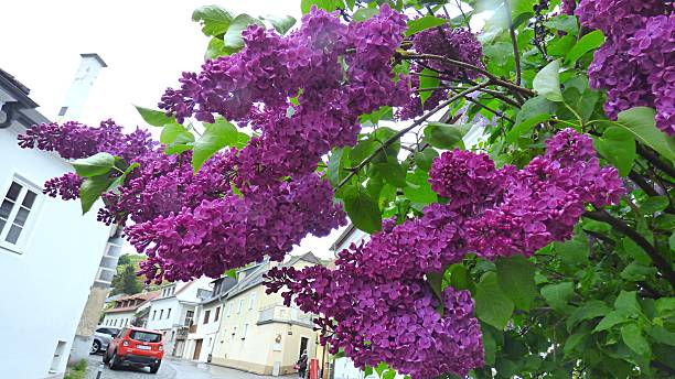 istock Beautiful Lilac Branch 2231667764