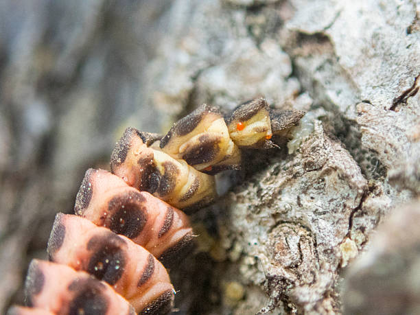 istock Nyctophila reichii larva 2231668979