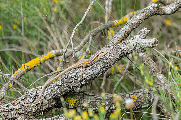Sand lizard, lacerta agilis. Reptile basking on a pile of sand