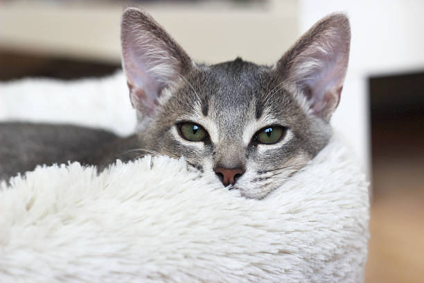 Obese grey British sorthair cat in wooden basket