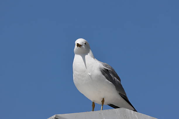 istock Seagull Soaring in Blue Sky.Seagull Gliding Through Clear Sky 2231676498