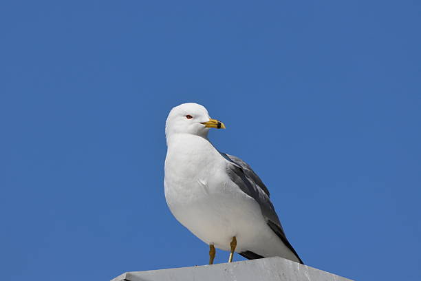 istock Free Flight in the Open Sky.White Seagull in Mid-Flight Against Blue Sky 2231676506