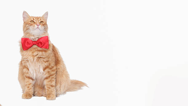 istock Ginger cat in red bow tie on white background 2231677804