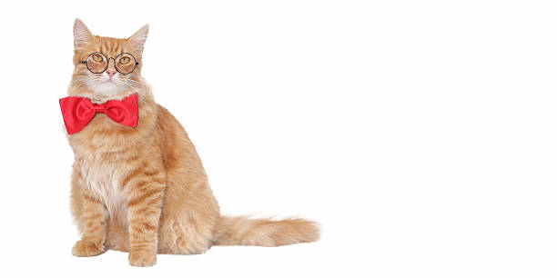 istock Ginger cat in red bow tie and glasses on white background 2231677986