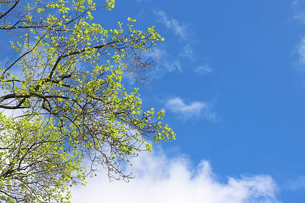 Fresh green leaves on tree branches illuminated by sunlight against a clear blue sky. Bright natural background symbolizing spring growth, freshness, and the beauty of nature.