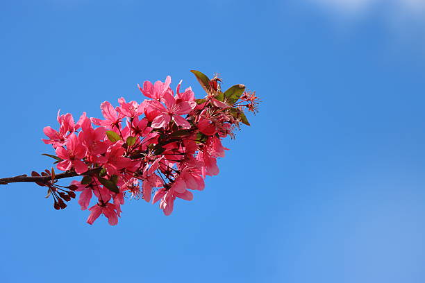 Close-up view of vibrant pink blossoms on a tree branch set against a clear blue sky with soft white clouds. The bright colors and crisp details create a fresh spring atmosphere, showcasing the beauty of seasonal flowering.