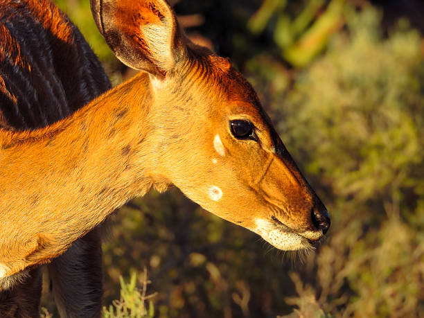 Nyala (Tragelaphus angasii) at Buffelsdrift Game Lodge, Oudtshoorn, South Africa