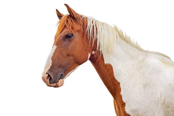istock Horse head isolated on white background. Red piebald horse. 2231682438